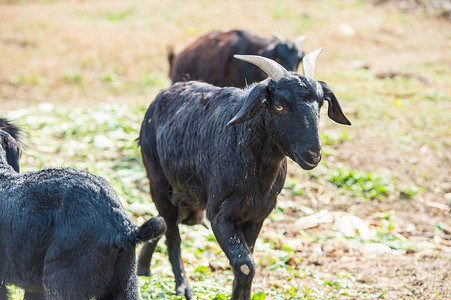 农场黑山羊动物黑山羊图片素材