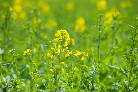 油菜花田背景图片