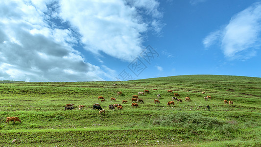 内蒙古辉腾锡勒草原春天景观图片