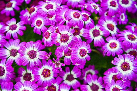 紫色瓜叶菊背景图片
