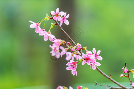 广州之花盛开的樱花背景