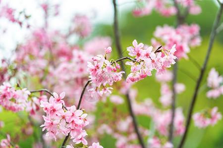 广州之花盛开的樱花背景