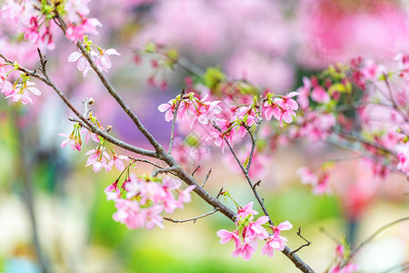 广州之花盛开的樱花背景