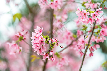 广州樱盛开的樱花背景
