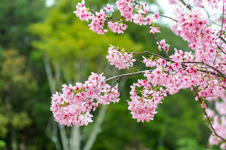 广州之花盛开的樱花背景