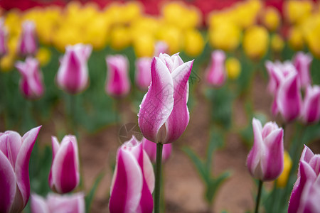 郁金香花朵缤纷的花儿高清图片