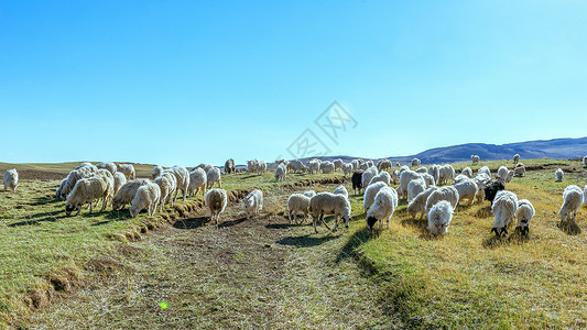 ps素材羊群内蒙古山区牧场背景
