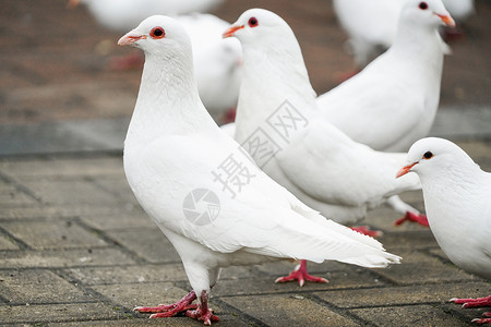 白色的鸽子鸽子养殖高清图片