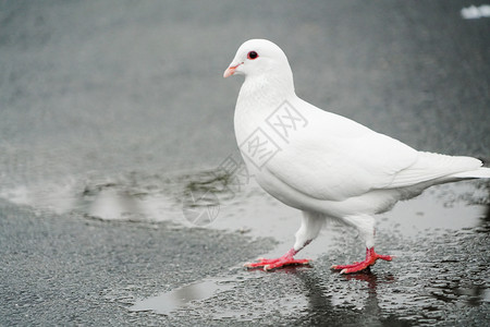 白色的鸽子白鸽子素材高清图片