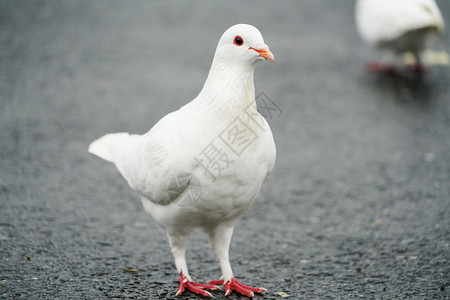 白色的鸽子坚持和平发展道路高清图片