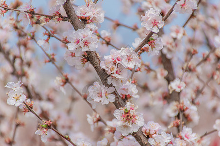 百花公园李花背景