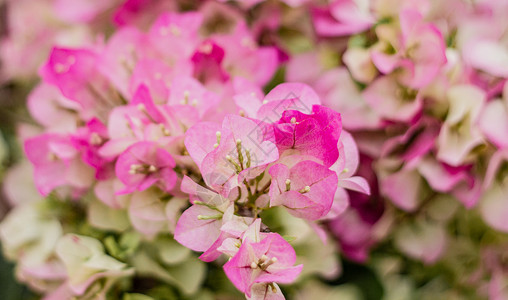 植物彩色绣球花鲜艳的三角梅背景