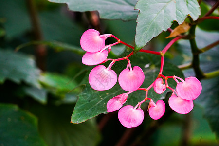 热带海棠花图片