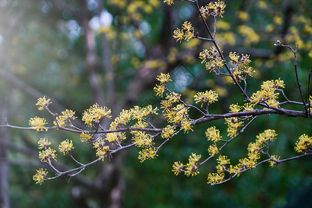 山茱萸开花山茱萸背景