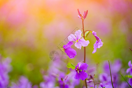 紫色心叶诸葛菜花图片