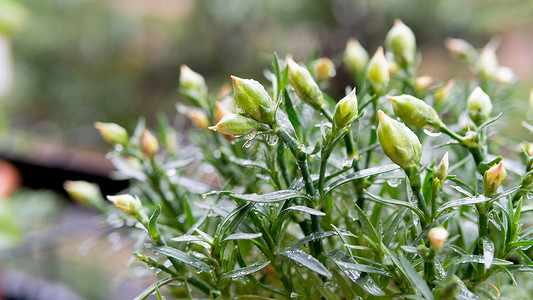 植物上的雨水高清图片