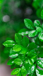 植物上的雨水高清图片