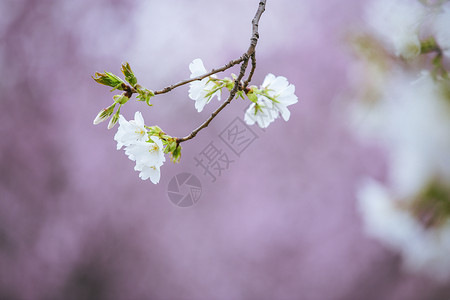 南京玄武湖樱花背景图片