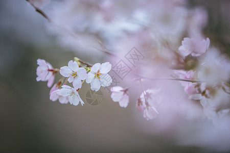 南京玄武湖樱花图片