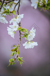 南京玄武湖樱花背景图片
