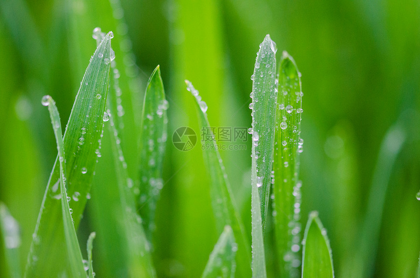 叶子上的水珠特写图片