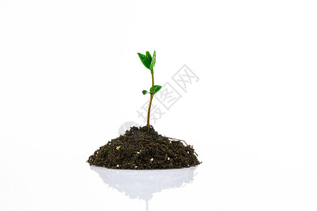 土壤里生长出来的绿植嫩芽背景图片