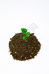 土壤里生长出来的绿植嫩芽图片
