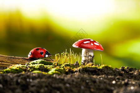 红点七星瓢虫木枝上的金龟子和蘑菇背景
