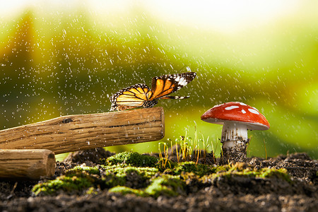 山野小蘑菇木枝上的蝴蝶和蘑菇背景