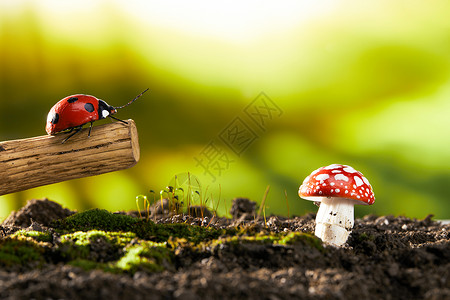 木枝上的金龟子和蘑菇背景图片