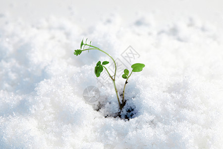 雪地里长出的植物嫩芽高清图片