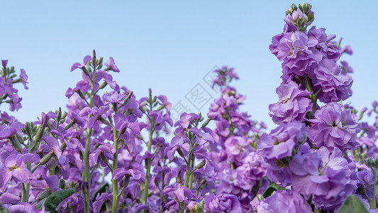 野生紫罗兰花海紫罗兰花朵背景