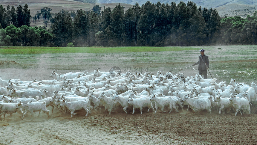 内蒙古耕地牧场羊群图片