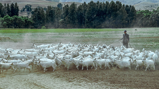 ps家畜素材内蒙古耕地牧场羊群背景