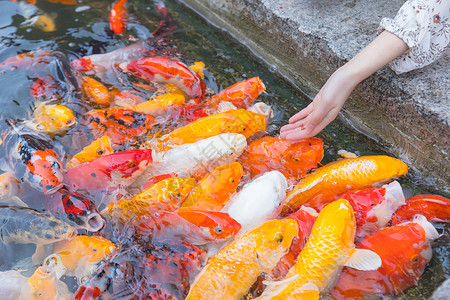 美女喂食金鱼锦鲤特写高清图片