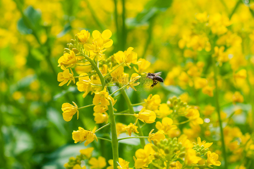 油菜花与蜜蜂图片