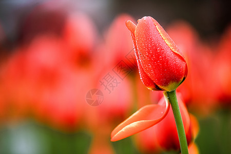 郁金香春季赏花摄影图海报春天的郁金香花背景