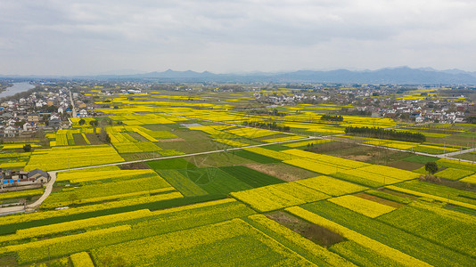 宣城安徽泾县春季风光盛开的油菜花背景