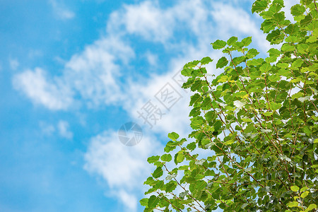 春天的树木背景图片
