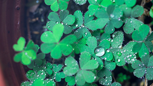 春天雨水水珠图片