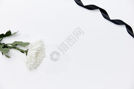 花卉黑线框清明节静物白色菊花黑丝带背景