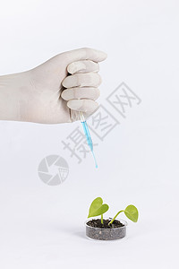 添加人员研究人员往植物里添加营养液背景
