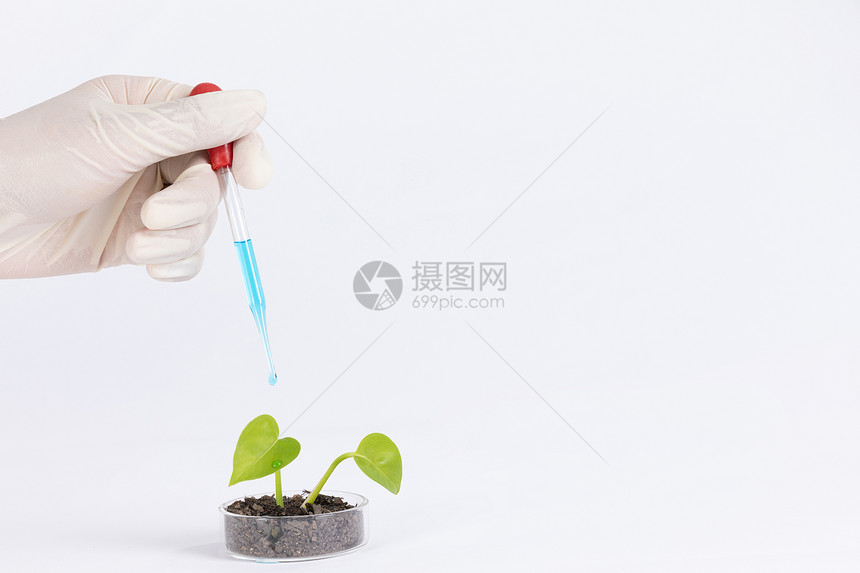 添加营养液科学研究发芽的植物图片