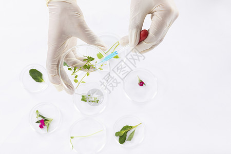 培育植物科学研究手部特写背景图片