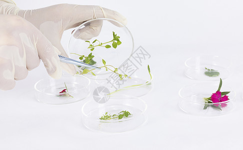植物营养液绿色植物科学研究静物特写背景