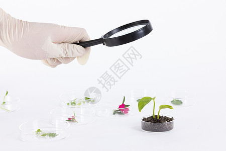 使用放大镜观察植物研究图片