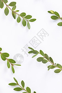 植物树叶背景素材图片