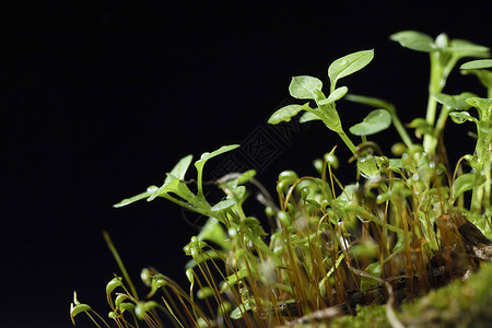 茁壮生长的植物幼苗图片