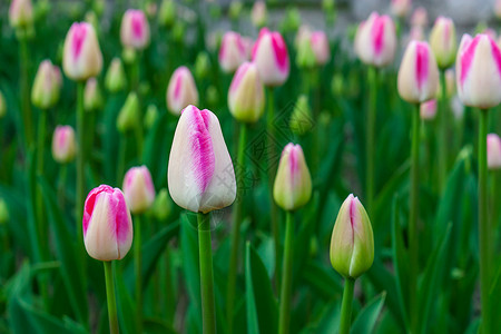 郁金香花坛欧洲的高清图片