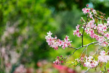 盛开的大叶樱花高清图片